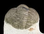 Detailed Morocops Trilobite On Limestone Pedastal #47377-4
